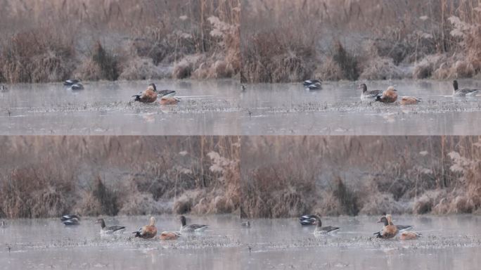 剑川县剑湖湿地中的野鸭与大雁