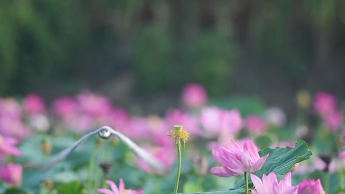 荷塘须浮鸥视频合集