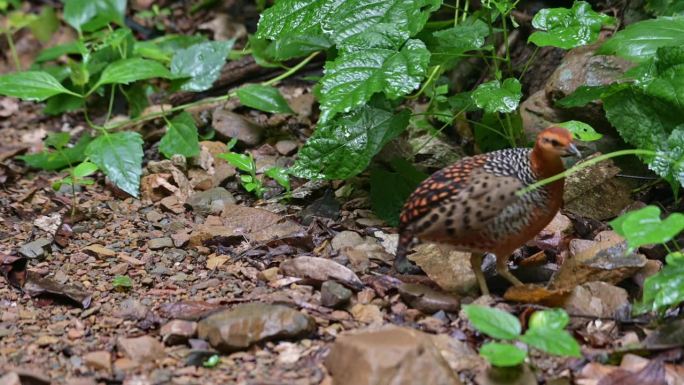 泰国，Ferruginous Partridge Caloperdix oculeus在森林中觅食
