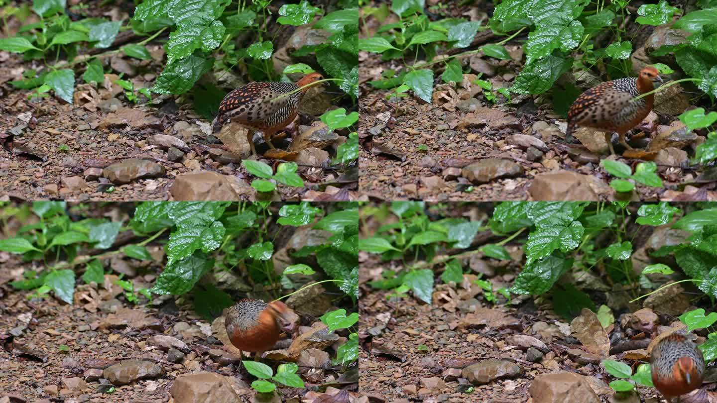 泰国，Ferruginous Partridge Caloperdix oculeus在森林中觅食