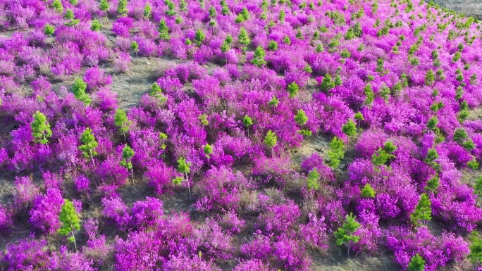 杜鹃花 兴安杜鹃