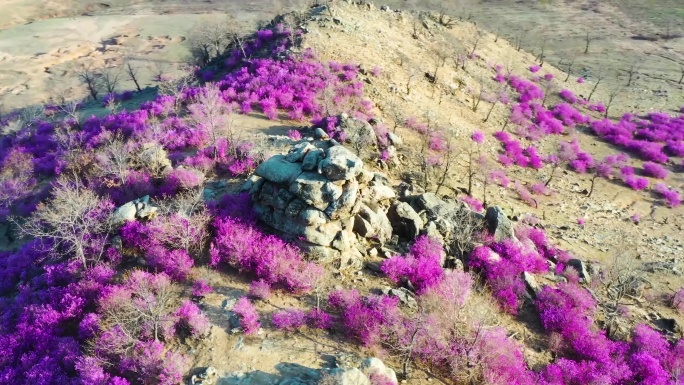 杜鹃花 兴安杜鹃