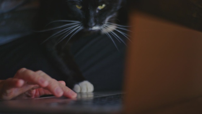 一位女士一边抚摸她的宠物猫，一边使用笔记本电脑