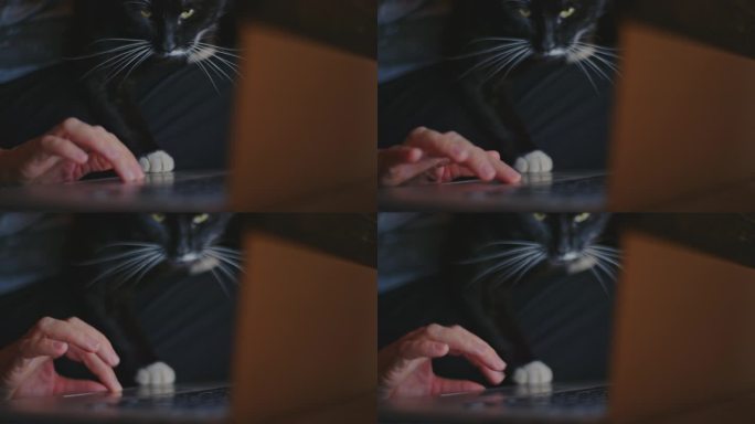 一位女士一边抚摸她的宠物猫，一边使用笔记本电脑