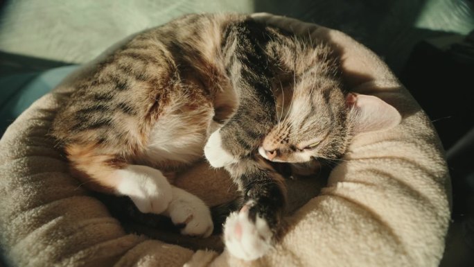 最可爱的虎斑猫在睡觉。松弛的概念