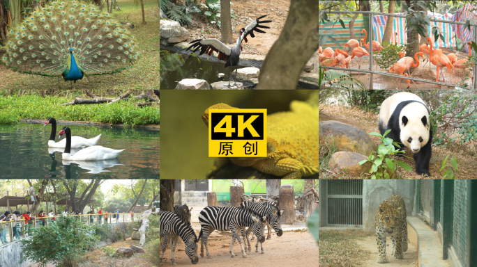 【4K实拍】广州动物园动物视频合集