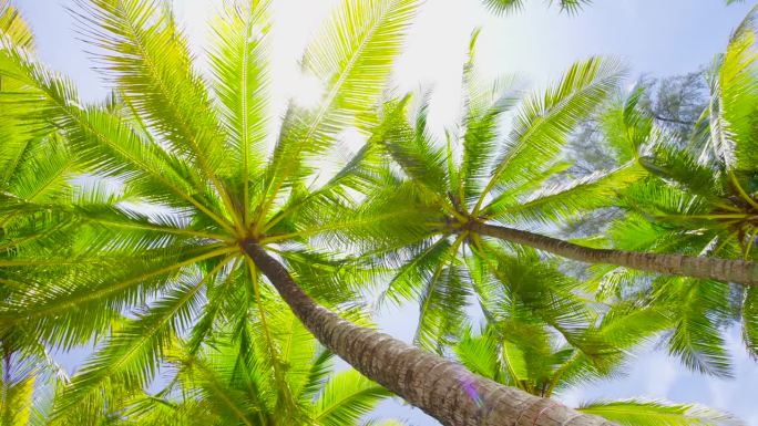 椰子树下的景色带着阳光的阳光