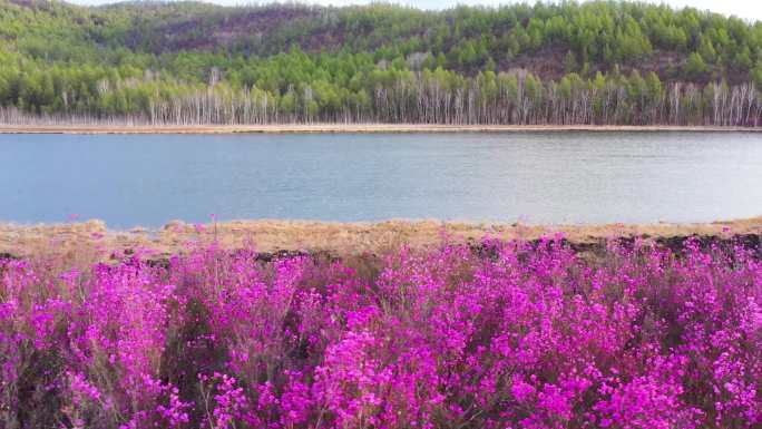 杜鹃花 兴安杜鹃