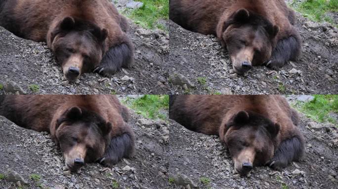 阿拉斯加，大棕熊在休息