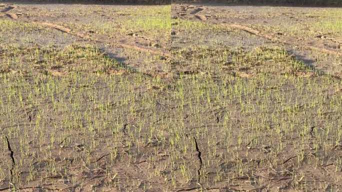 农民种植反季水稻，水稻正在发芽