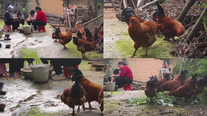 农家鸡农村房子庭院里的鸡溜达鸡