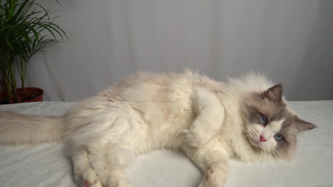 一只毛茸茸的白猫躺着摇尾巴。