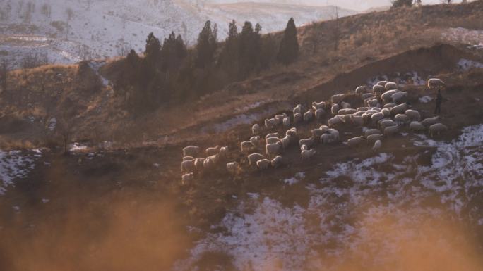 西北山区 放羊 冬季 雪后