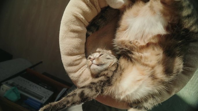可爱的家猫躺在阳光下休息