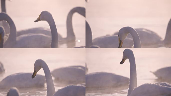 冬季寒冷冰河上野生的白天鹅在嬉戏飞翔觅食