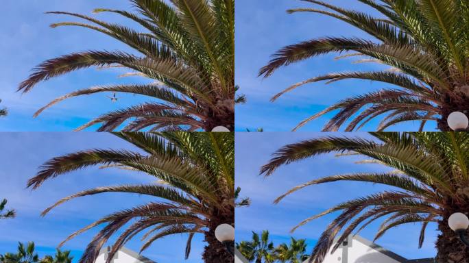 在西班牙加那利群岛的富埃特文图拉，商用飞机飞过棕榈树和屋顶