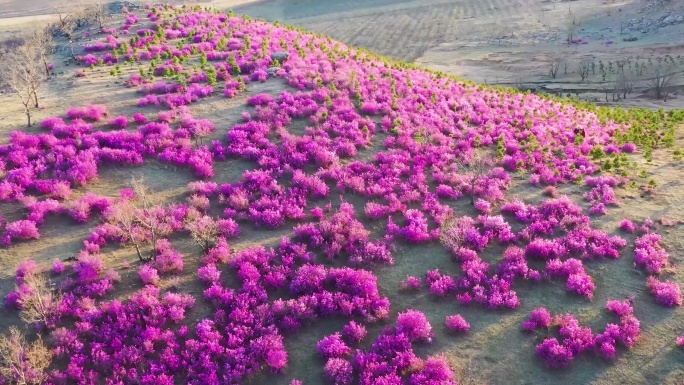 杜鹃花 兴安杜鹃