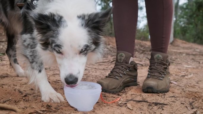 狗通过舔一碗冰水来降温