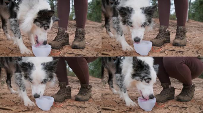 狗通过舔一碗冰水来降温