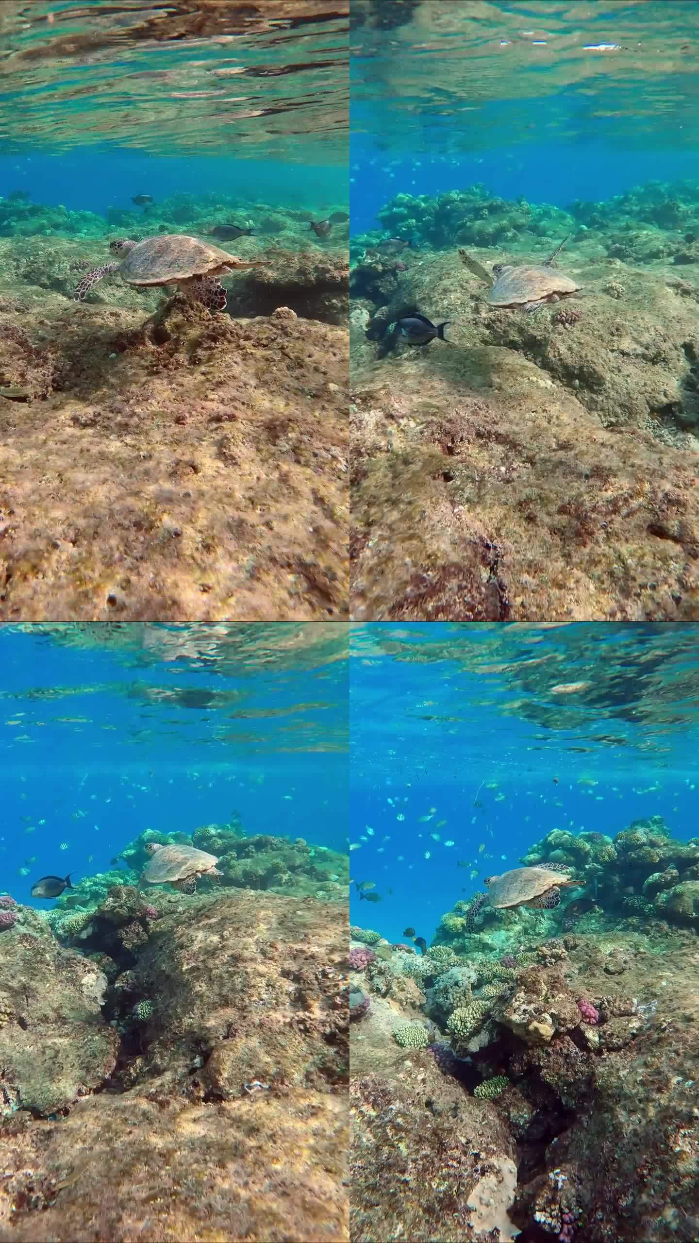 海龟迅速地从珊瑚礁的顶端游向开阔的蓝色水域