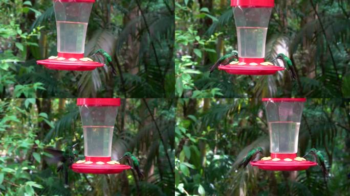 蜂鸟在雨林觅食站的慢镜头。