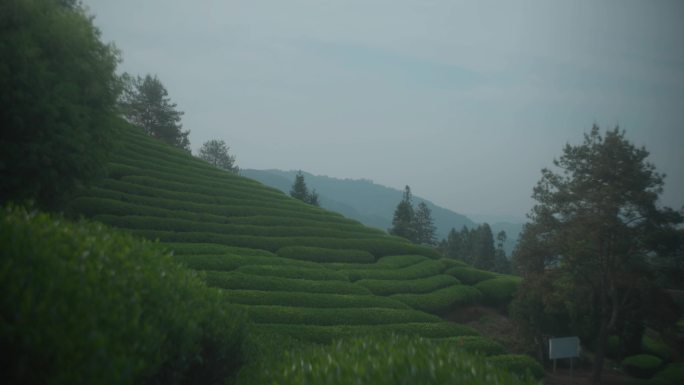 武夷山茶园 茶园风光