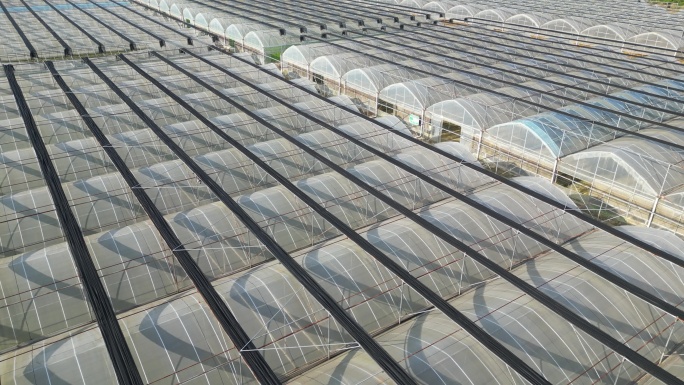 阳光科技大棚蔬菜基地