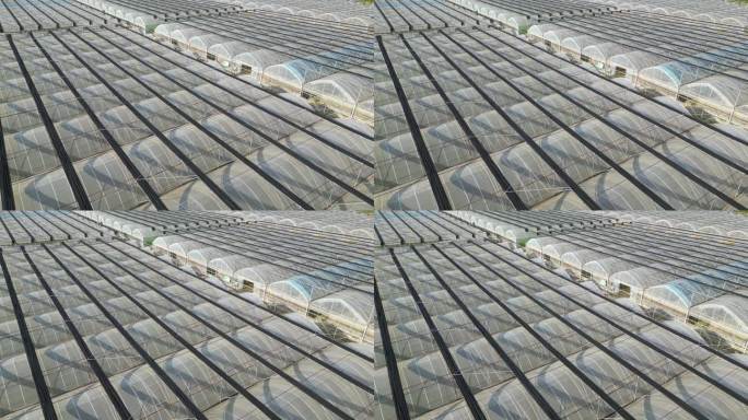 阳光科技大棚蔬菜基地