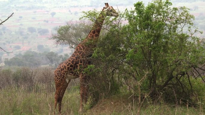 大草原上吃树叶的长颈鹿
