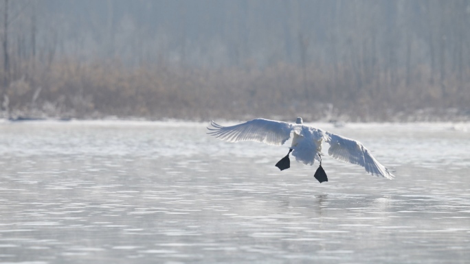 冬季寒冷冰河上野生的白天鹅在嬉戏飞翔觅食