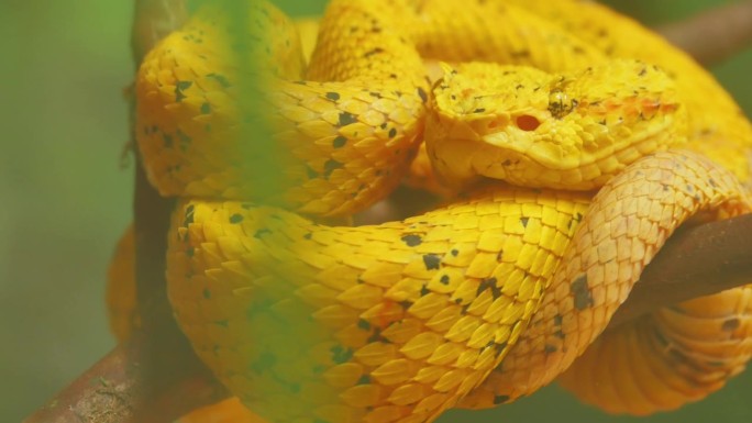 黄色睫毛蝰蛇哥斯达黎加