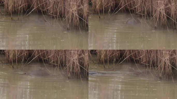 河狸鼠在冬天乡村运河里又冷又脏的水里游泳