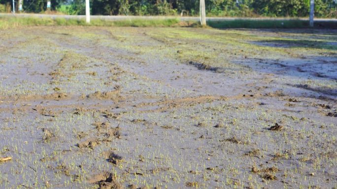 农民种植反季水稻，水稻正在发芽