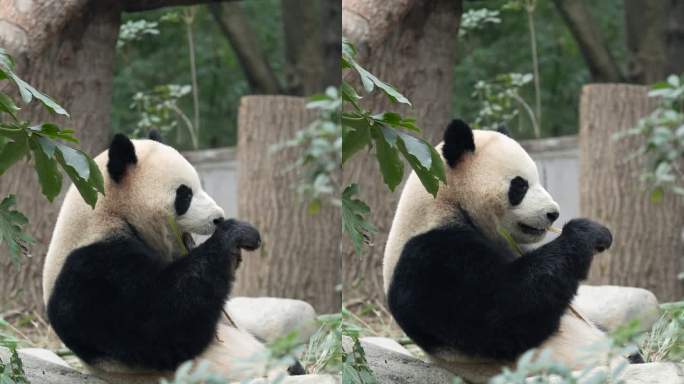 四川成都熊猫基地大熊猫热干面