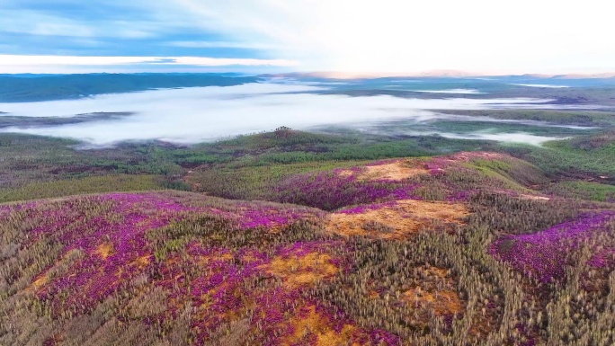 杜鹃花 兴安杜鹃