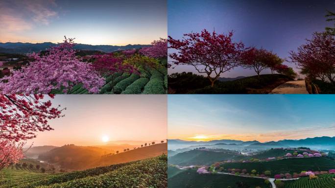 福建漳平永福樱花园夜空延时