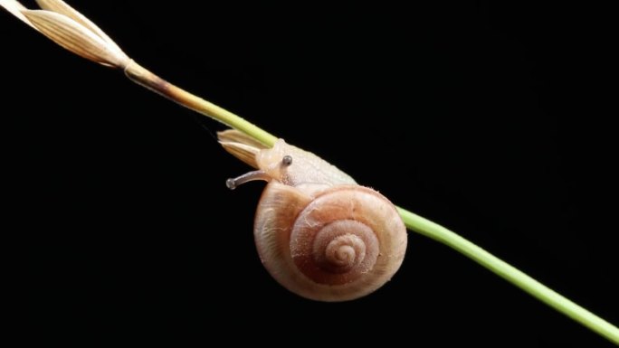 微距视频——蜗牛
