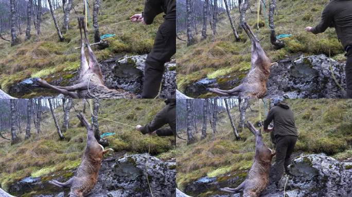 猎人将鹿的尸体吊到树上进行屠宰和分割