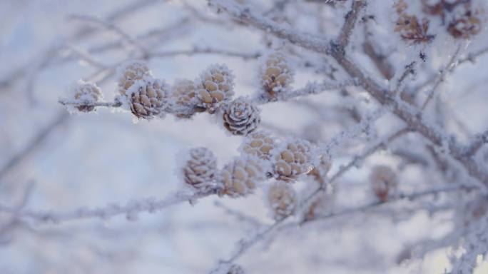 冬天冰天雪地寒冷唯美空镜