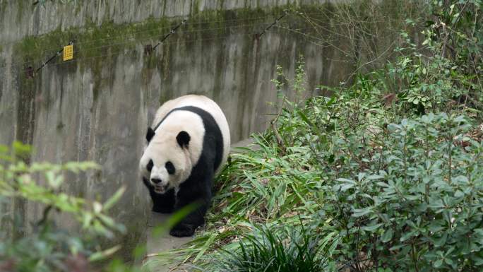 四川成都熊猫基地来回走动的大熊猫启启
