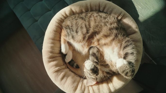最可爱的虎斑猫在睡觉。放松的概念。有趣的姿势