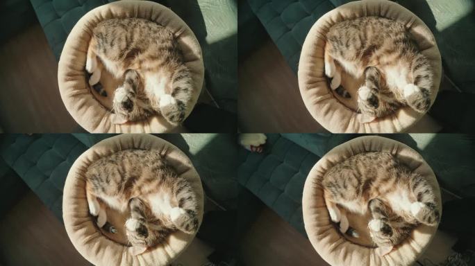 最可爱的虎斑猫在睡觉。放松的概念。有趣的姿势