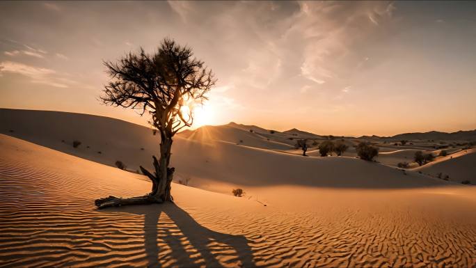 沙漠 枯树 夕阳