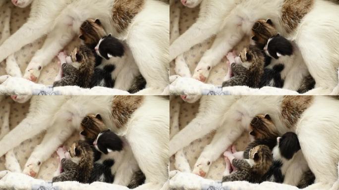 猫妈妈和她的小隔间室内，动物主题