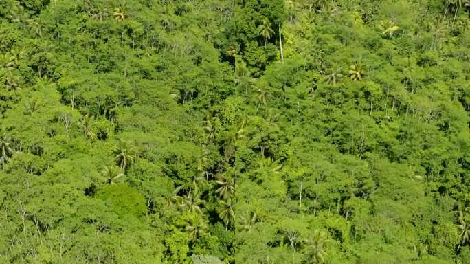 菲律宾的绿色森林和丛林。