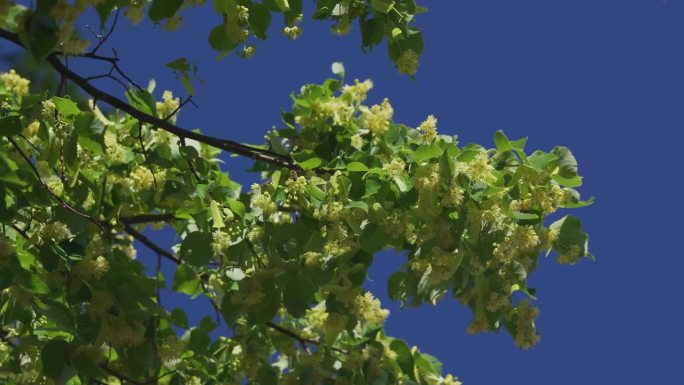 蜜蜂在一棵银菩提树(也被称为tila tomentosa或silber linde)的花朵上采集花蜜