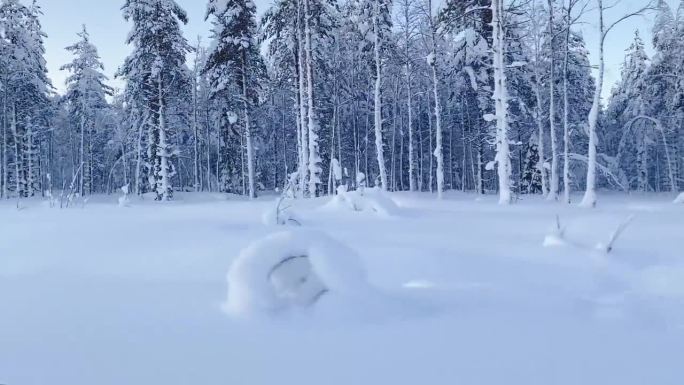 冬季雪景从快速移动的雪橇。芬兰，拉普兰森林