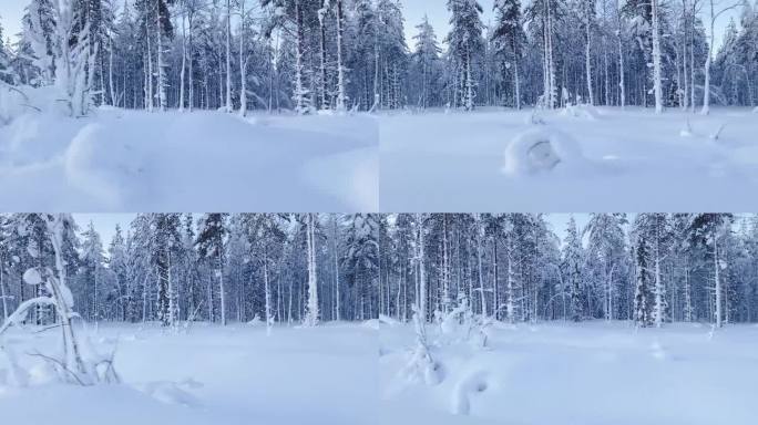 冬季雪景从快速移动的雪橇。芬兰，拉普兰森林