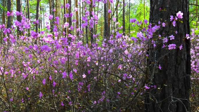 杜鹃花 兴安杜鹃