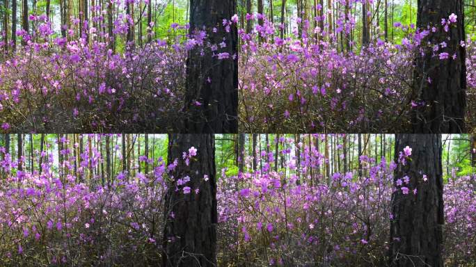 杜鹃花 兴安杜鹃